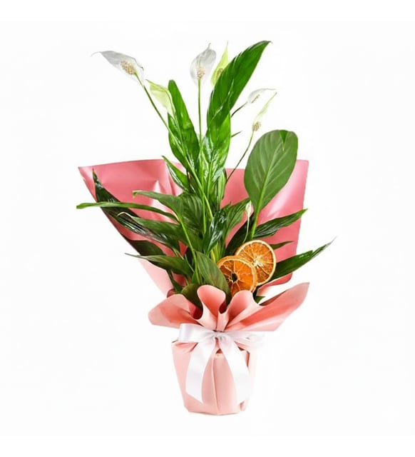 Pembe Kağıtta Spathiphyllum