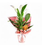 Pembe Kağıtta Spathiphyllum