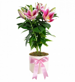 Saksıda Topraklı Pembe Lilyum