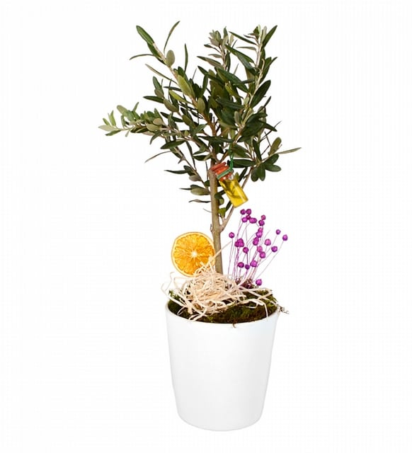 Seramikte Bonsai Zeytin Ağacı