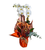 2 Dal Beyaz İthal Orkide - Orange Series