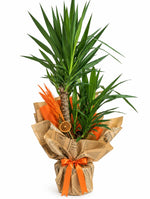Naturel Yucca