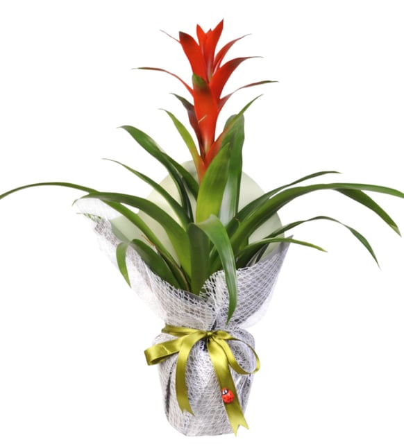 Red Guzmania