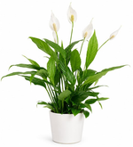 Barış Çiçeği - Spathiphyllum