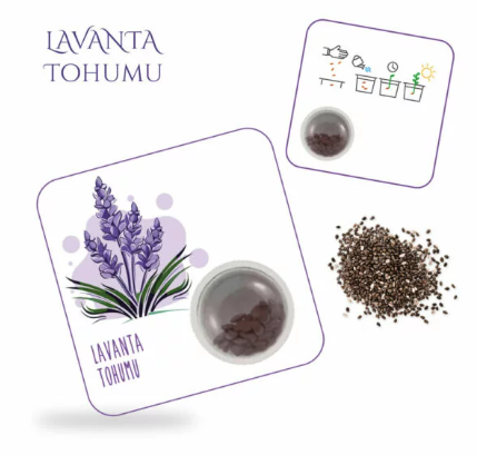 Lavanta Tohumu