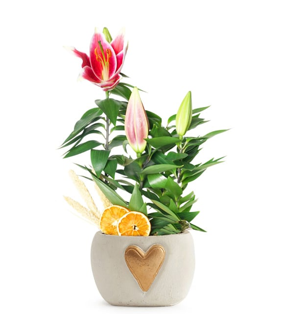 Kalp Beton Saksıda Pembe Lilyum