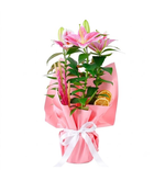 Pembe Kokulu Lilyum Çiçeği