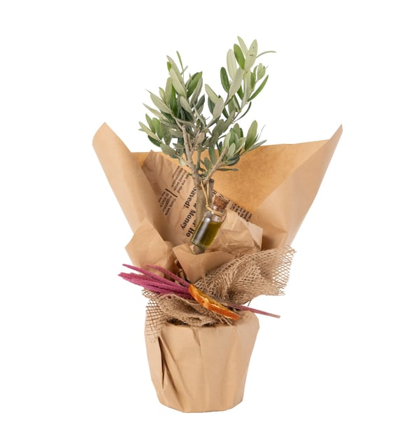 Buketli Saksıda Zeytin Ağacı Bonsai