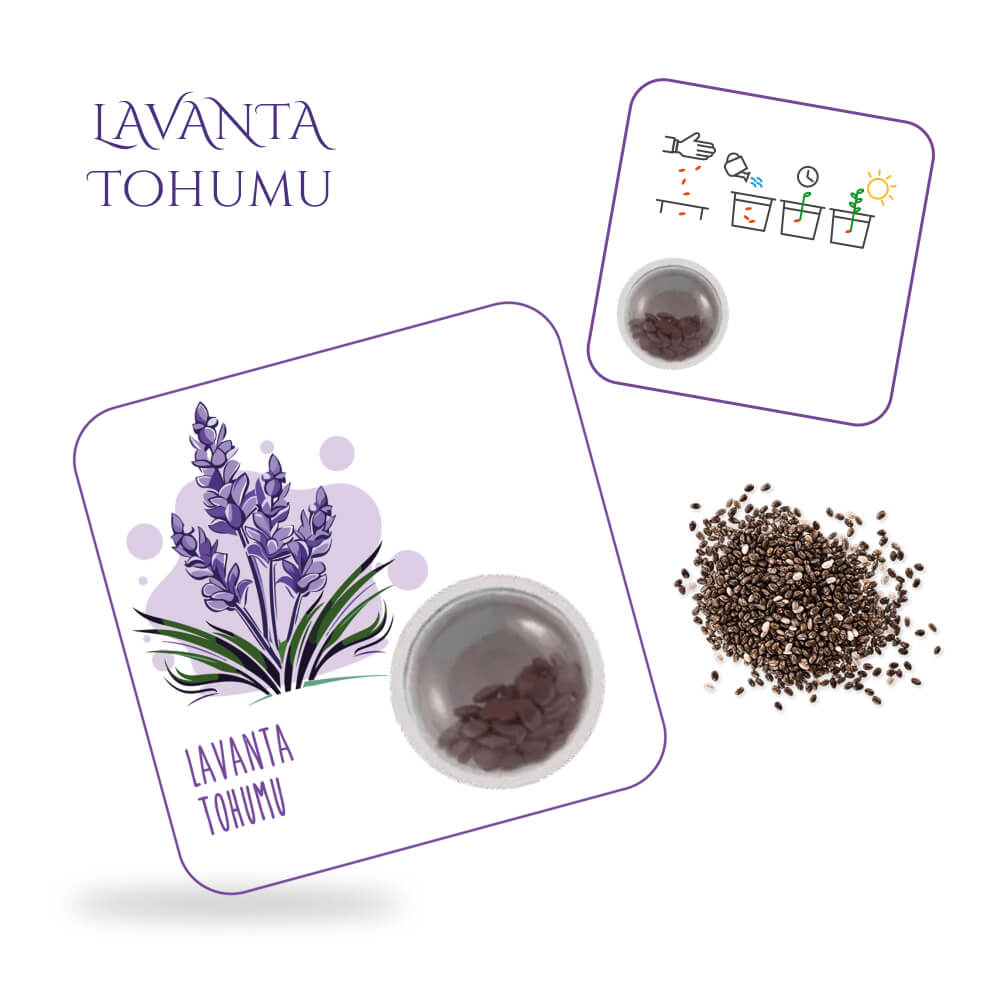 Lavanta Tohum Kartı